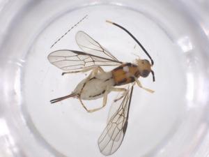  ( - CBG-A62436-B01)  @11 [ ] CreativeCommons - Attribution Share - Alike (2025) Centre for Biodiversity Genomics Centre for Biodiversity Genomics