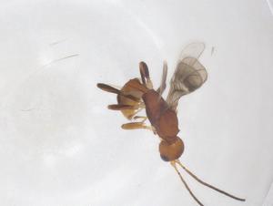  ( - CBG-A62446-A02)  @11 [ ] CreativeCommons - Attribution Share - Alike (2025) Centre for Biodiversity Genomics Centre for Biodiversity Genomics