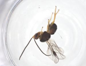  ( - CBG-A62446-H01)  @11 [ ] CreativeCommons - Attribution Share - Alike (2025) Centre for Biodiversity Genomics Centre for Biodiversity Genomics