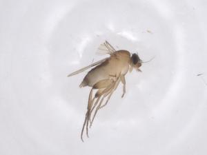  ( - CBG-A62453-B06)  @11 [ ] CreativeCommons - Attribution Share - Alike (2025) Centre for Biodiversity Genomics Centre for Biodiversity Genomics