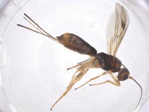  ( - CBG-A62453-E01)  @11 [ ] CreativeCommons - Attribution Share - Alike (2025) Centre for Biodiversity Genomics Centre for Biodiversity Genomics