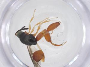  (chalMalaise01 Malaise0728 - CBG-A62467-E11)  @11 [ ] CreativeCommons - Attribution Share - Alike (2025) Centre for Biodiversity Genomics Centre for Biodiversity Genomics