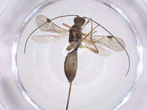  ( - CBG-A62471-C07)  @11 [ ] CreativeCommons - Attribution Share - Alike (2025) Centre for Biodiversity Genomics Centre for Biodiversity Genomics