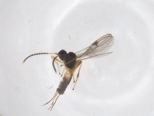  ( - CBG-A62500-G07)  @11 [ ] CreativeCommons - Attribution Share - Alike (2025) Centre for Biodiversity Genomics Centre for Biodiversity Genomics