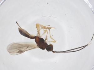  ( - CBG-A62690-D05)  @11 [ ] CreativeCommons - Attribution Share - Alike (2025) Centre for Biodiversity Genomics Centre for Biodiversity Genomics