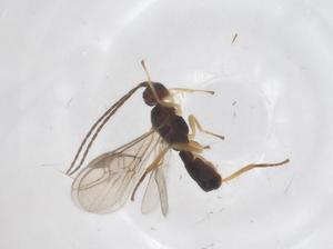  ( - CBG-A62693-E08)  @11 [ ] CreativeCommons - Attribution Share - Alike (2025) Centre for Biodiversity Genomics Centre for Biodiversity Genomics