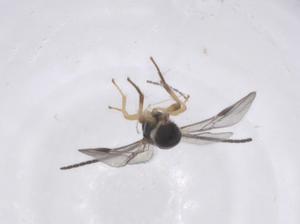  (Pseudognaptodon Malaise6329 - CBG-A62730-C03)  @11 [ ] CreativeCommons - Attribution Share - Alike (2025) Centre for Biodiversity Genomics Centre for Biodiversity Genomics