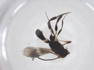  ( - CBG-A62751-F08)  @11 [ ] CreativeCommons - Attribution Share - Alike (2025) Centre for Biodiversity Genomics Centre for Biodiversity Genomics