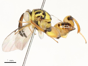  ( - CBG-A62870-B08)  @11 [ ] CreativeCommons - Attribution Share - Alike (2025) CBG Photography Group Centre for Biodiversity Genomics