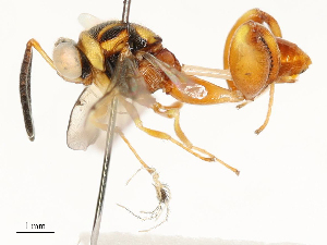  ( - CBG-A62870-B09)  @11 [ ] CreativeCommons - Attribution Share - Alike (2025) CBG Photography Group Centre for Biodiversity Genomics