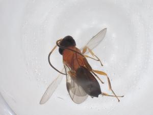  ( - CBG-A63510-C11)  @11 [ ] CreativeCommons - Attribution Share - Alike (2025) Centre for Biodiversity Genomics Centre for Biodiversity Genomics