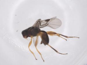  ( - CBG-A63511-G07)  @11 [ ] CreativeCommons - Attribution Share - Alike (2025) Centre for Biodiversity Genomics Centre for Biodiversity Genomics