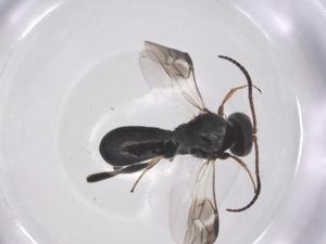  ( - CBG-A63600-G05)  @11 [ ] CreativeCommons - Attribution Share - Alike (2025) Centre for Biodiversity Genomics Centre for Biodiversity Genomics