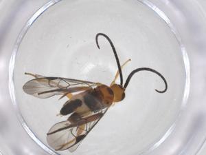  (Diolcogaster Malaise7162 - CBG-A63601-C05)  @11 [ ] CreativeCommons - Attribution Share - Alike (2025) Centre for Biodiversity Genomics Centre for Biodiversity Genomics