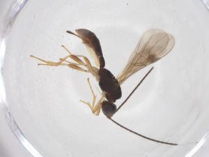  ( - CBG-A63604-G03)  @11 [ ] CreativeCommons - Attribution Share - Alike (2025) Centre for Biodiversity Genomics Centre for Biodiversity Genomics