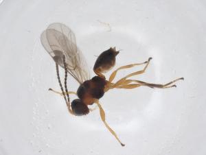  ( - CBG-A63605-E10)  @11 [ ] CreativeCommons - Attribution Share - Alike (2025) Centre for Biodiversity Genomics Centre for Biodiversity Genomics