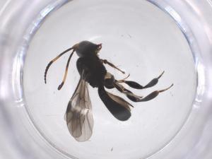  ( - CBG-B11315-F12)  @11 [ ] CreativeCommons - Attribution Share - Alike (2025) Centre for Biodiversity Genomics Centre for Biodiversity Genomics