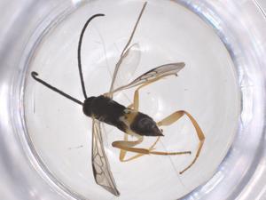  ( - CBG-B11315-H03)  @11 [ ] CreativeCommons - Attribution Share - Alike (2025) Centre for Biodiversity Genomics Centre for Biodiversity Genomics