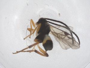  ( - CBG-B11316-D12)  @11 [ ] CreativeCommons - Attribution Share - Alike (2025) Centre for Biodiversity Genomics Centre for Biodiversity Genomics