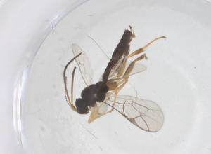  ( - CBG-B11320-A12)  @11 [ ] CreativeCommons - Attribution Share - Alike (2025) Centre for Biodiversity Genomics Centre for Biodiversity Genomics