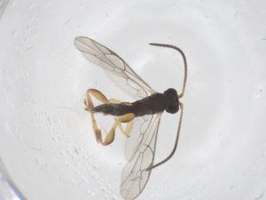  ( - CBG-B11320-G11)  @11 [ ] CreativeCommons - Attribution Share - Alike (2025) Centre for Biodiversity Genomics Centre for Biodiversity Genomics