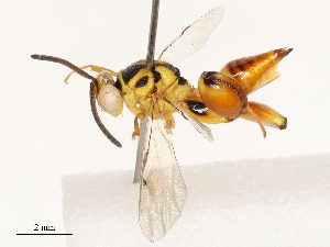  (chalMalaise01 Malaise9827 - CBG-B19076-G11)  @11 [ ] CreativeCommons - Attribution Share - Alike (2025) CBG Photography Group Centre for Biodiversity Genomics