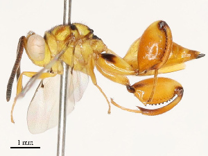  ( - CBG-B19076-G12)  @11 [ ] CreativeCommons - Attribution Share - Alike (2025) CBG Photography Group Centre for Biodiversity Genomics