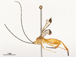  ( - CBG-B19080-D01)  @11 [ ] CreativeCommons - Attribution Share - Alike (2025) CBG Photography Group Centre for Biodiversity Genomics