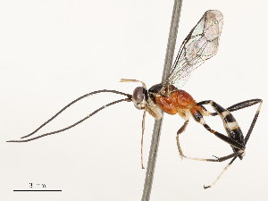  ( - CBG-B19080-F09)  @11 [ ] CreativeCommons - Attribution Share - Alike (2025) CBG Photography Group Centre for Biodiversity Genomics