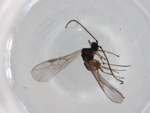  ( - BIOUG75775-A05)  @11 [ ] CreativeCommons - Attribution (2022) Centre for Biodiversity Genomics Centre for Biodiversity Genomics