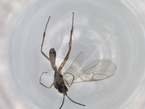  ( - BIOUG76785-H10)  @11 [ ] CreativeCommons - Attribution (2022) Centre for Biodiversity Genomics Centre for Biodiversity Genomics