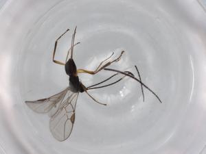  ( - BIOUG76786-D06)  @11 [ ] CreativeCommons - Attribution (2022) Centre for Biodiversity Genomics Centre for Biodiversity Genomics