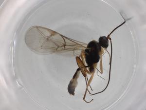  ( - BIOUG76788-A12)  @11 [ ] CreativeCommons - Attribution (2022) Centre for Biodiversity Genomics Centre for Biodiversity Genomics