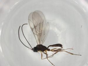  ( - BIOUG77820-C11)  @11 [ ] CreativeCommons - Attribution (2022) Centre for Biodiversity Genomics Centre for Biodiversity Genomics