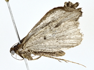  ( - BIOUG80132-D10)  @11 [ ] CreativeCommons - Attribution (2022) CBG Photography Group Centre for Biodiversity Genomics