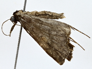  ( - BIOUG80133-A07)  @11 [ ] CreativeCommons - Attribution (2022) CBG Photography Group Centre for Biodiversity Genomics