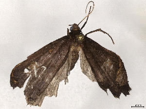  ( - BIOUG80704-B02)  @11 [ ] CreativeCommons - Attribution (2022) CBG Photography Group Centre for Biodiversity Genomics