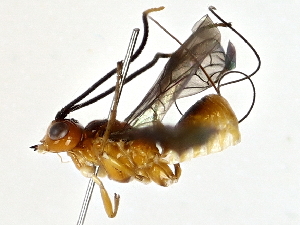  ( - BIOUG80704-H01)  @11 [ ] CreativeCommons - Attribution (2022) CBG Photography Group Centre for Biodiversity Genomics