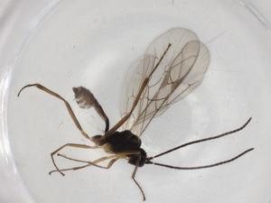  ( - BIOUG82554-E07)  @11 [ ] CreativeCommons - Attribution (2022) Centre for Biodiversity Genomics Centre for Biodiversity Genomics