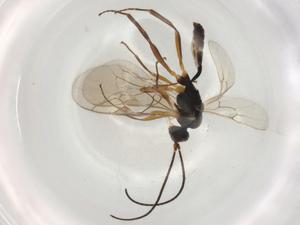  ( - BIOUG82889-A04)  @11 [ ] CreativeCommons - Attribution (2022) Centre for Biodiversity Genomics Centre for Biodiversity Genomics