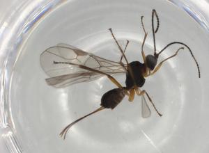  ( - BIOUG83703-C12)  @11 [ ] CreativeCommons - Attribution (2022) Centre for Biodiversity Genomics Centre for Biodiversity Genomics