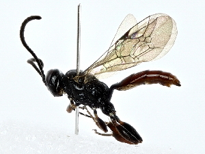  (ichJanzen01 Malaise6828 - BIOUG80136-B10)  @11 [ ] CreativeCommons - Attribution (2022) CBG Photography Group Centre for Biodiversity Genomics