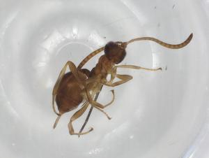  ( - BIOUG82570-C04)  @11 [ ] CreativeCommons - Attribution (2022) Centre for Biodiversity Genomics Centre for Biodiversity Genomics