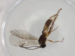  ( - BIOUG84386-F03)  @11 [ ] CreativeCommons - Attribution (2022) Centre for Biodiversity Genomics Centre for Biodiversity Genomics