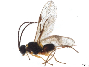 (Diospilus Malaise3004 - BIOUG84709-E04)  @11 [ ] CreativeCommons - Attribution (2022) CBG Photography Group Centre for Biodiversity Genomics