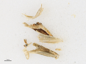  (tortmalaise01 Malaise5225 - CBG-A16692-E07)  @11 [ ] CreativeCommons - Attribution Share - Alike (2023) CBG Photography Group Centre for Biodiversity Genomics