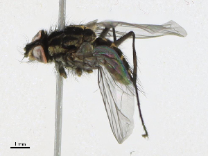  ( - CBG-A16705-D05)  @11 [ ] CreativeCommons - Attribution Share - Alike (2023) CBG Photography Group Centre for Biodiversity Genomics