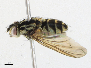  ( - CBG-A16705-G01)  @11 [ ] CreativeCommons - Attribution Share - Alike (2023) CBG Photography Group Centre for Biodiversity Genomics
