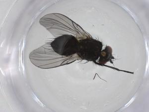  (Chaetostigmoptera Malaise9142 - CBG-A19669-F04)  @11 [ ] CreativeCommons - Attribution Share - Alike (2023) Centre for Biodiversity Genomics Centre for Biodiversity Genomics
