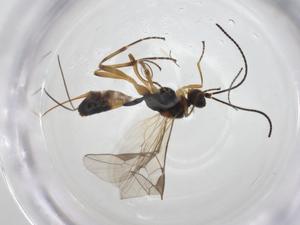  (Meteorus Malaise1345 - CBG-A19684-E01)  @11 [ ] CreativeCommons - Attribution Share - Alike (2023) Centre for Biodiversity Genomics Centre for Biodiversity Genomics